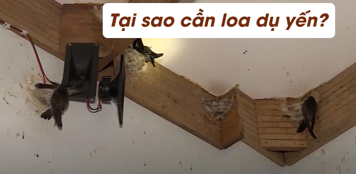 Khả năng thu hút và dẫn dụ chim yến làm tổ Khả năng thu hút và dẫn dụ chim yến làm tổ